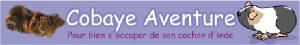 cobayeaventurebanniere.jpg