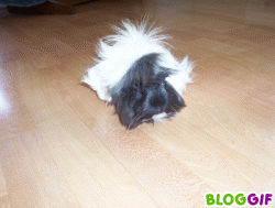 8b665932097f4256797307211dcbb17f.gif