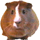 cochon.gif